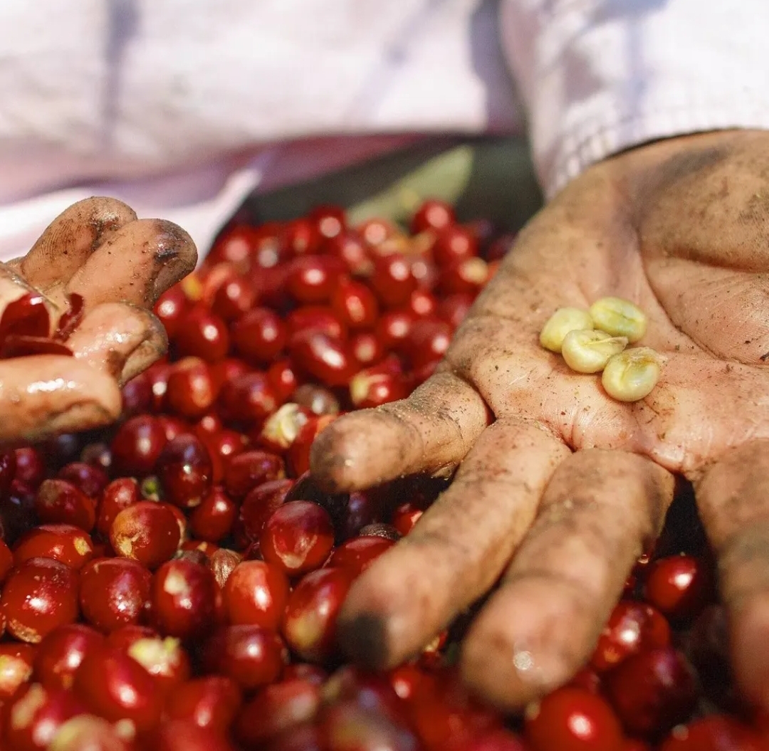 Coffee cherries and beans in hand